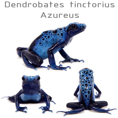 Blue Dart Frog Dendrobates Tinctorius Terrarium Stock Photo 422875966