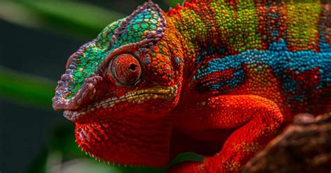 Panther Chameleon - Learn About Nature