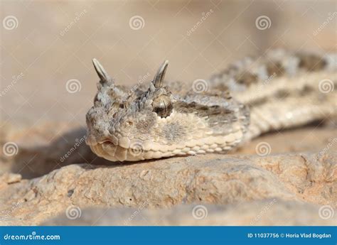 A Horned Viper Snake Moves Through Scaffolding On A Construction Site ...