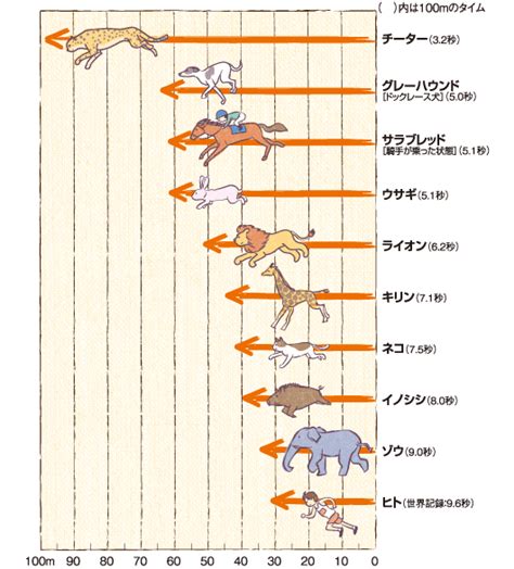 犬のからだセミナー 足腰編 犬の足腰の強み・弱み徹底研究 | 動物医療関係者の通販サイト ペピイベット（PEPPYvet）【旧 ベッツワン】