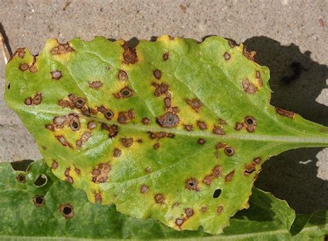 Cercospora Beticola Sacc 1876 29081 Biodiversidad Virtual Hongos