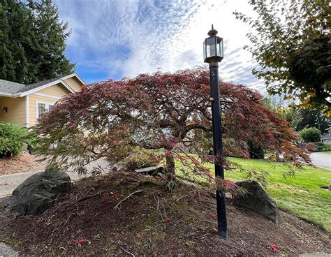 Japanese Maple Tree: Stunning Varieties and Care Tips | Bored Panda