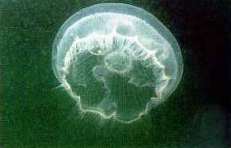Аурелия ушастая. Aurelia aurita