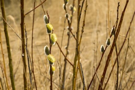 Premium Photo Spring Pussy Willow