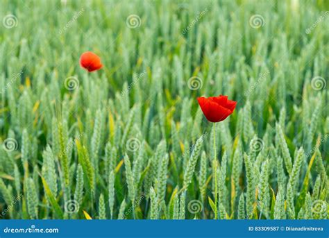 Papoilas Selvagens Em Um Campo De Trigo Imagem De Stock Imagem De