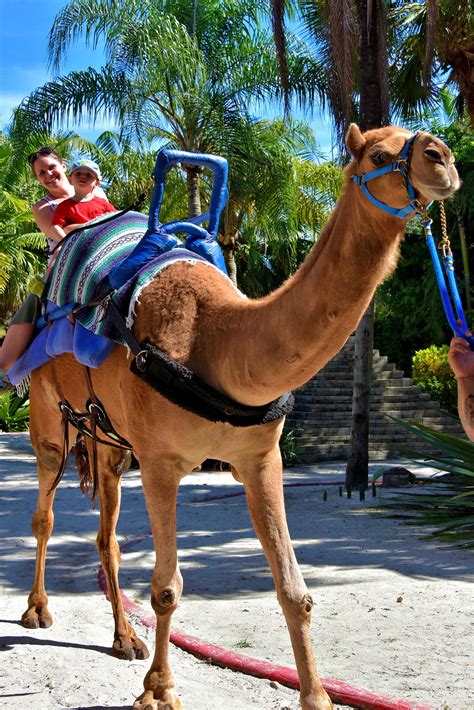 zoo camel ride
