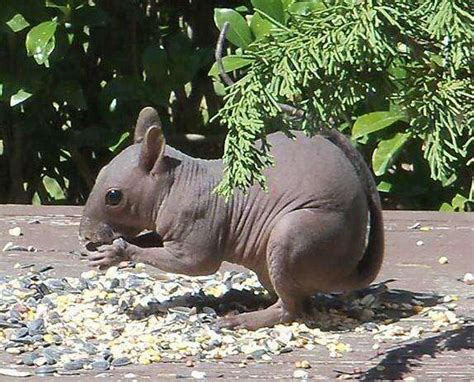 Naked Squirrel Lets It All Hang Out In Nice Lady S Backyard The Dodo