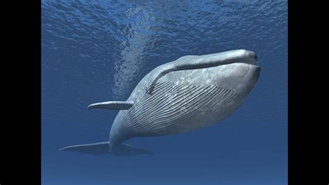 ТОП 10 Интересных фактов о китах - YouTube
