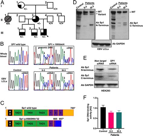 A Frameshift Variant In Specificity Protein Triggers Superactivation