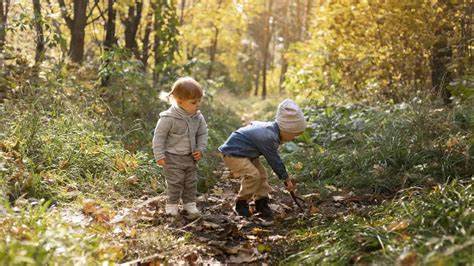 D A Internacional De Los Bosques