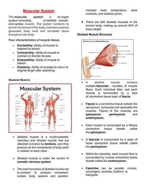 The Anatomy And Physiology Of The Muscular System Pdf