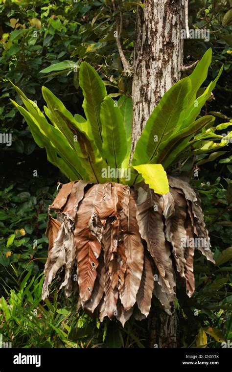 Birds Nest Fern Asplenium Nidus In Tropical Rainforest Malaysia