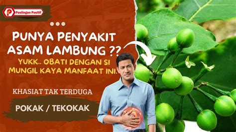 wajib tau buah pokak memiliki manfaat  tak terduga bagi