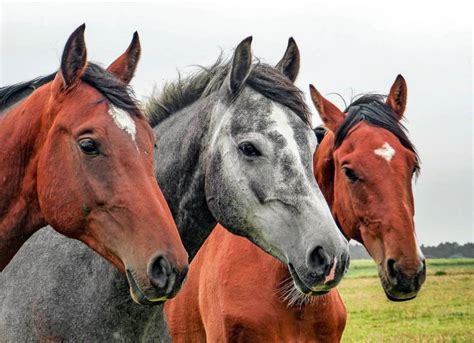 Uruguay notificó el primer caso de encefalomielitis equina en un humano