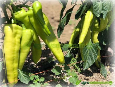 Semillas De Pimiento Picante Coloso De Capgen Seeds Es Guindilla