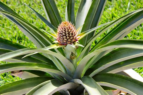 growing your own pineapple | Inside NanaBread's Head