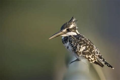 Pied Kingfisher - Facts, Diet, Habitat & Pictures on Animalia.bio