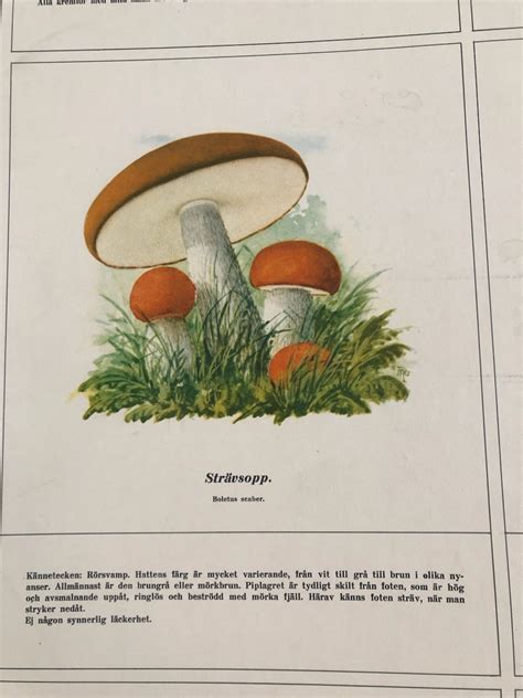 Bekijk Vintage Schoolplaat Met Paddestoelen Svamptavla Op Reliving