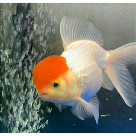 Jual Ikan Hias Koki Oranda Red Cup Murah Shopee Indonesia