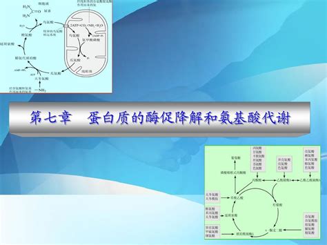 第七章 蛋白质的酶促降解和氨基酸代谢 Word文档在线阅读与下载 无忧文档