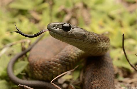 Snake Venom Pharma Research - Knowing The Truth