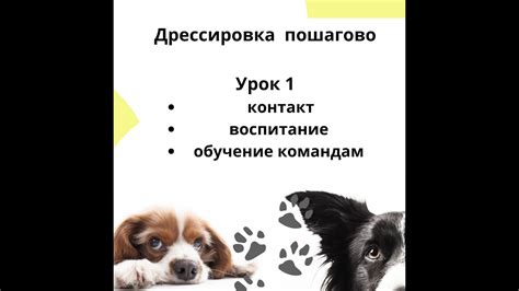 Дрессировка пошагово Урок 1 Воспитание Мотивация и обучение командам ...