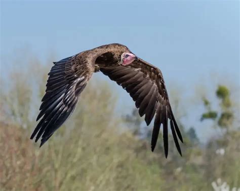 Hooded Vulture - Facts, Diet, Habitat & Pictures on Animalia.bio