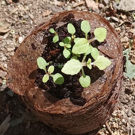 Graines Seeds Verveine De Buenos Aires Verbena Bonariensis