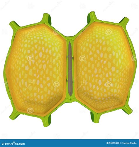 Cell Wall Cartoon