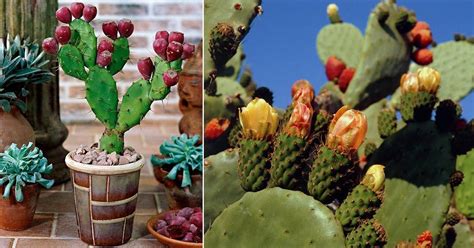 Care And Growing Prickly Pear Cactus How To Grow Prickly Pears