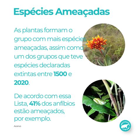 Plantas Ameaçados De Extinção - Especies De Plantas Ameacadas De Extincao 86 Espécies De Plantas