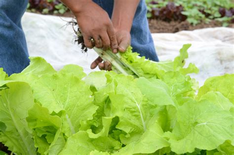 harvesting mustard greens