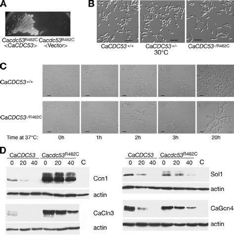 Phenotype Of Ca Cdc53 1 Temperature Sensitive Mutant A Strain