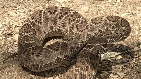 Rattle And Hurt Snakebites Rare Even Here But Painful Pricey Local
