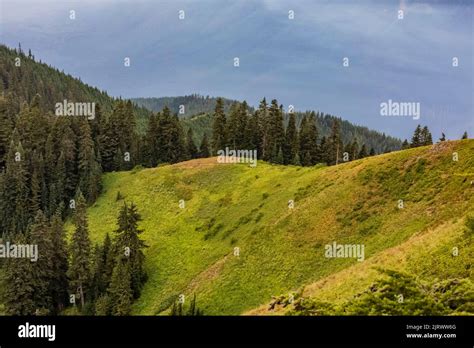 Coniferous Forest On Steep Mountain Hi Res Stock Photography And Images