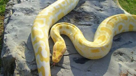 Sonhar Com Cobra Branca E Amarela - Sonhar com COBRA amarela | 13 Interpretações | QUAL SIGNIFICADO?