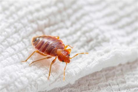closeup view   bed bug crawling  white textured fabric premium