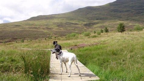 Dog walks in Scotland · Walkiees