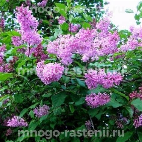 Саженцы Сирень Венгерская розовоцветковая купить по цене 1000 руб. в ...