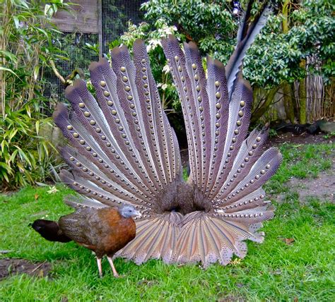 A Pair Of Great Argus Pheasants Argusianus Argus Female Left And