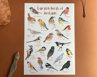 British Garden Birds Identification Chart Wildlife Poster Etsy Uk