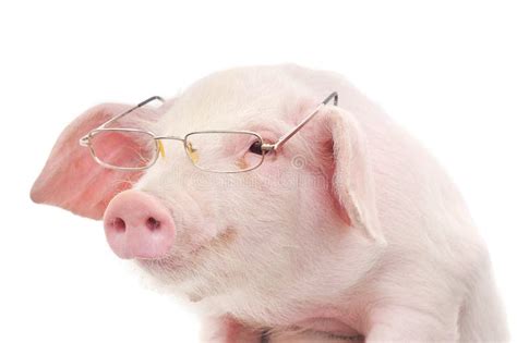 Portrait Of A Pig In Glasses Stock Photo - Image of white, photography ...