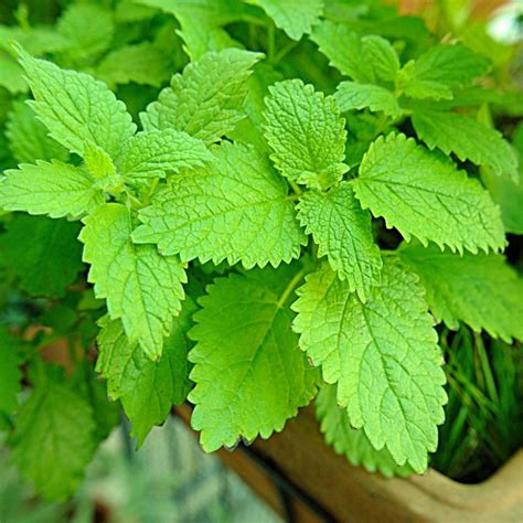 Lemon Balm Seeds - Mountain Top Seed Bank
