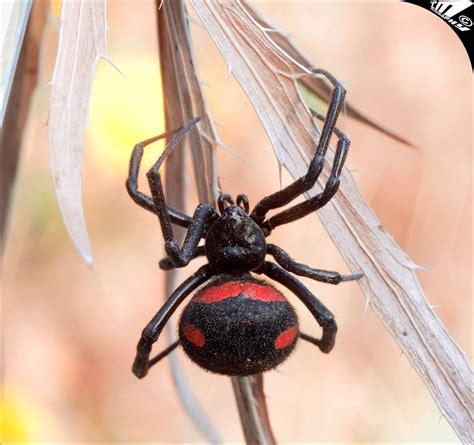 Паук «Черная вдова» (лат. Latrodectus mactans )