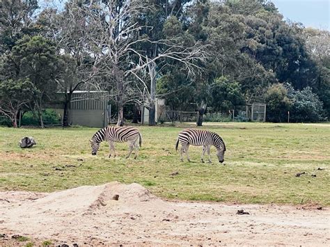 Werribee Open Range Zoo | Discover Melbourne