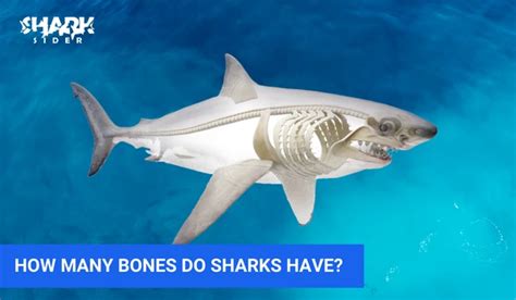 Do Sharks Have Bones? Why Do Sharks Have Cartilage? | Shark Sider