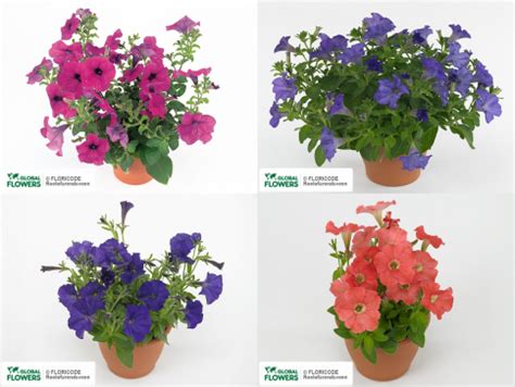 Петуния — выращивание и уход, покупка | Global Flowers