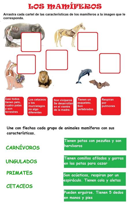 Los Primates School Subjects Google Classroom Workbook Teachers