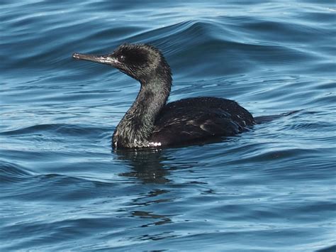 Pelagic Cormorant Audubon Field Guide