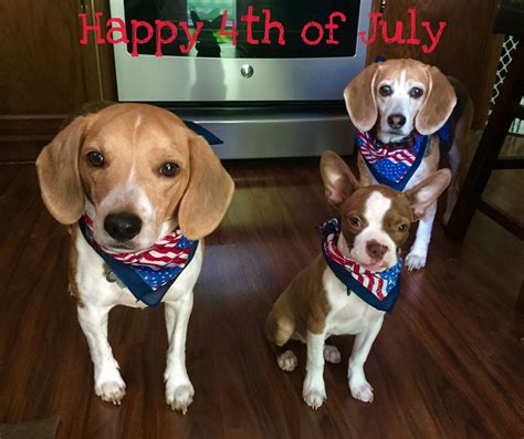 Happy 4th of July! From two beagles and a Boston terrier🇺🇸🐾🐾🐾 | Beagle